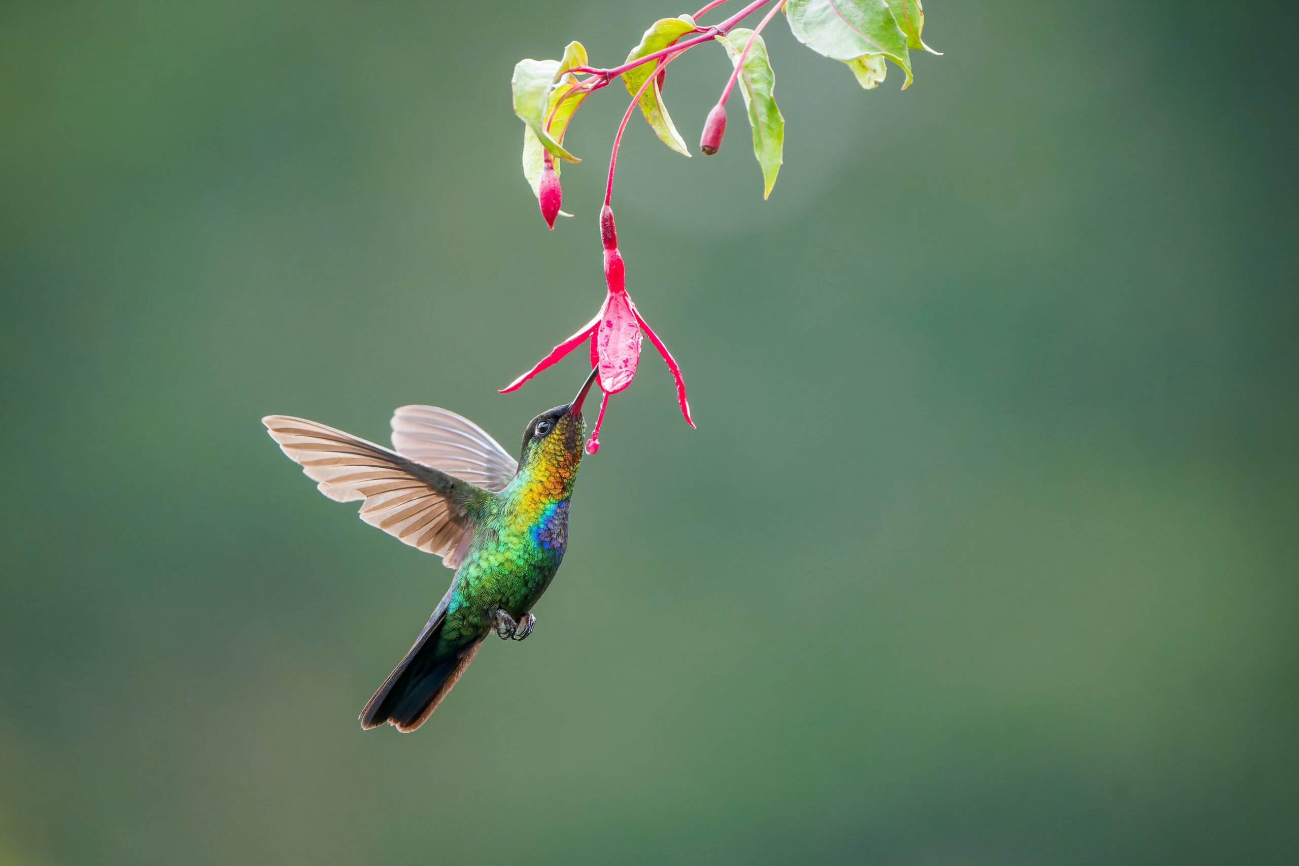 Colibri